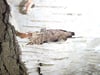 Birch bark closeup