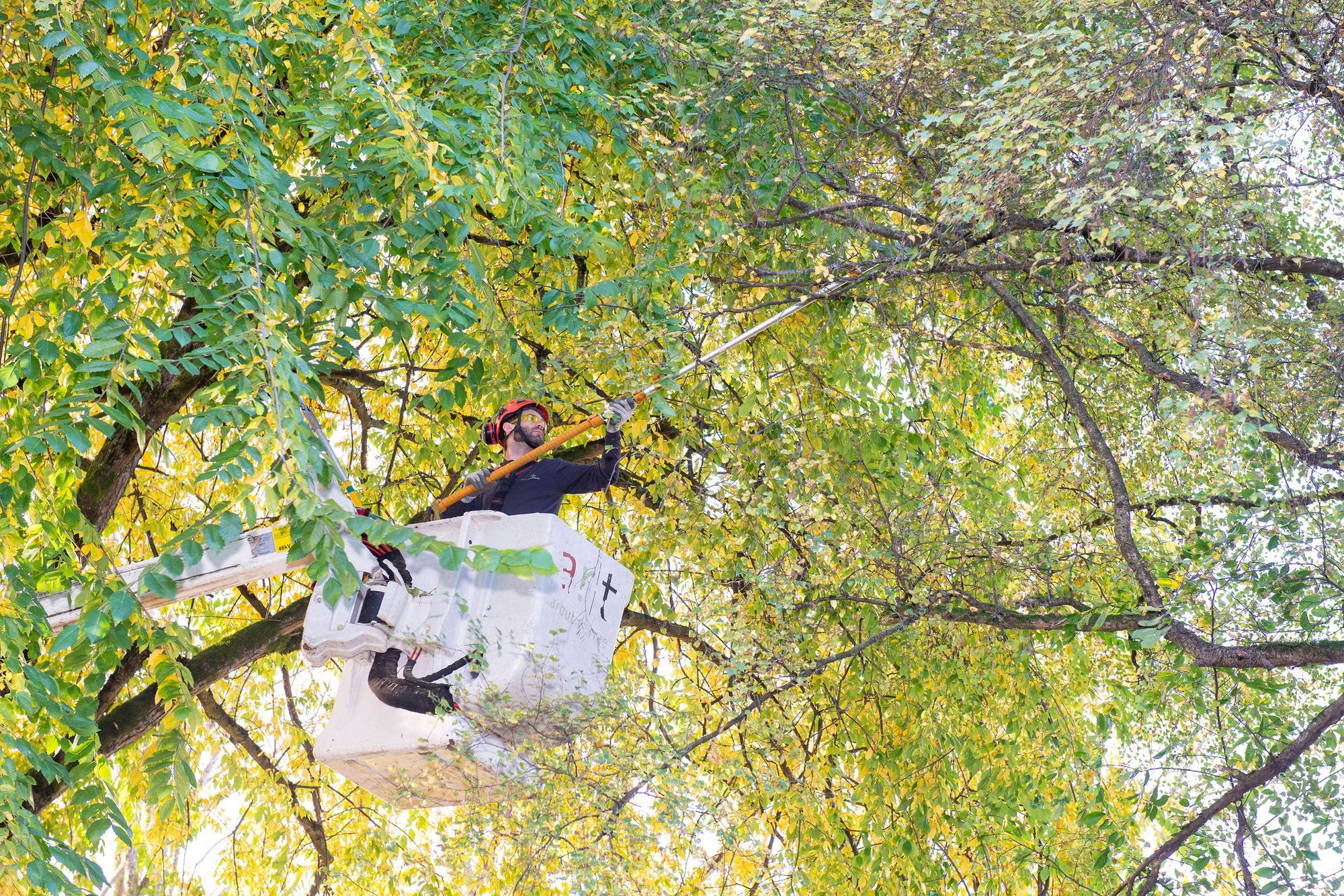 An Arbutus Tree Service arboist pruning a tree with a pole pruner from an elevated work platform