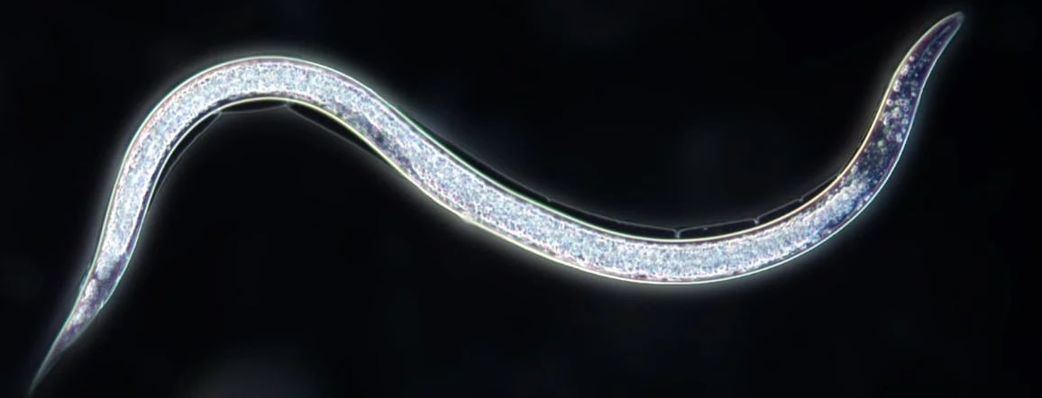 An-isolated-microscopic-shot-of-a-beneficial-nematode-cropped