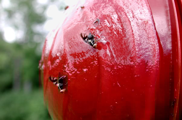 Apple Maggot on Baited Red Sticky Sphere (Photo credit: The Jentsch Lab)