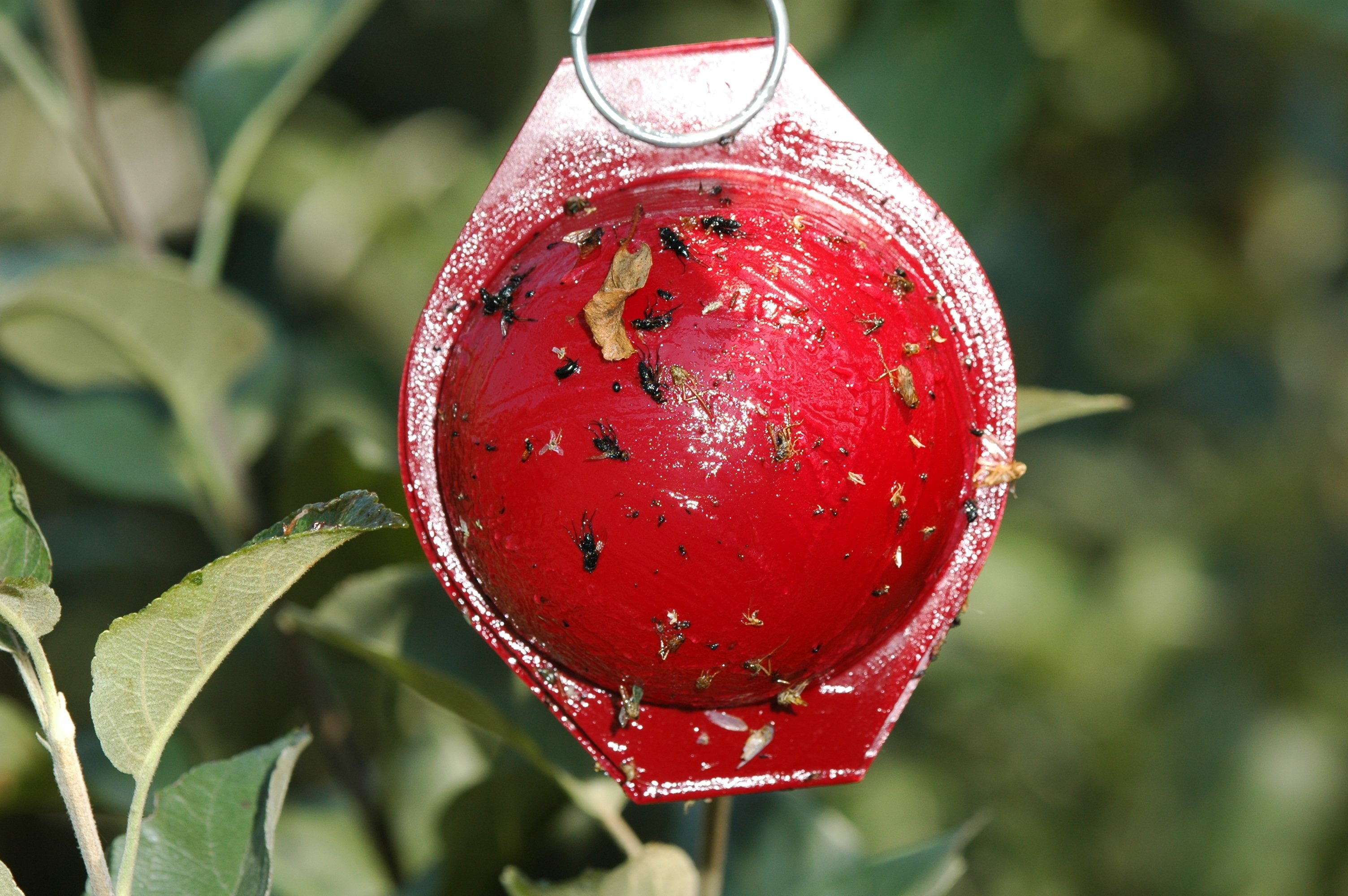 Apple trap hanging in a tree (Photo credit: Jeff Hahn, UMN Extension)