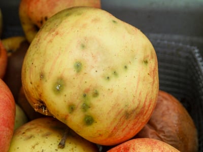 Apple maggot oviposition sites (source WSU Extension)