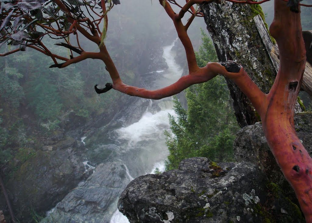 Arbutus tree perching on a cliff over a gorge Arbutus tree perching on a cliff over a gorge