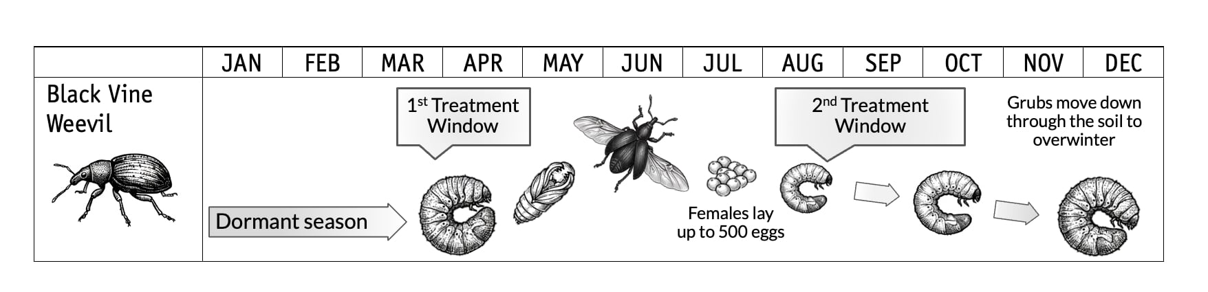 Black Vine Weevil Treatment Cycle - PNW
