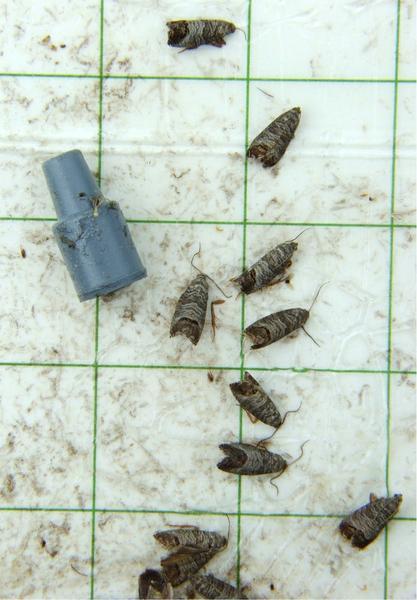 Codling moths in pheromone trap (Photo Credit: Steve Schoof, NC State)