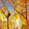 Fall-Tree-Pruning