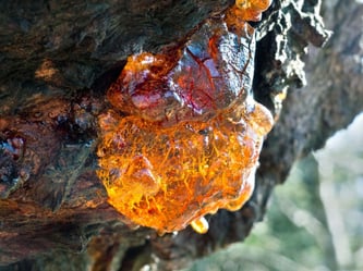 Gummosis-Tree-Health