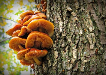 Honey-mushrooms growing on tree