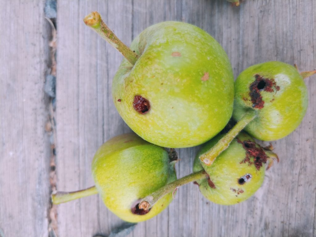Codling moth bore holes and frass are signs you've got a problem with your apples