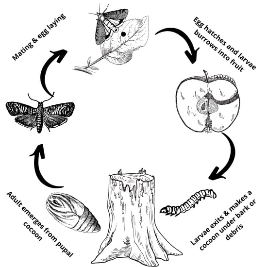Illustration of the seasonal codling moth life cycle (Image Source: Home Orchard Education Center)