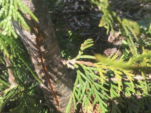 Young Cedar Frost Crack