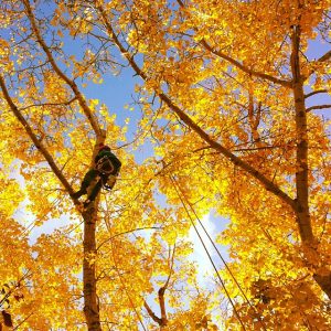 An Arborist pruning a tree with beautiful golden leaves in the fall!