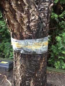 A Chery Tree Tanglefoot installed by Arbutus