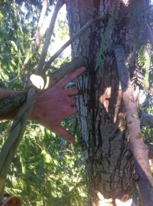 The area of included bark which forms a weak union