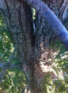 Co-dominant stems in a western red cedar tree with included bark