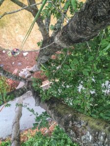 Looking down the same cherry tree at the weak unions of the codominant stems