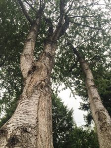 Looking into a cherry tree with large co-dominant stems