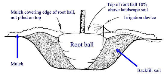 Tree Planting - Cross Section