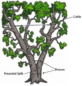 A cartoon illustration of how cabling a tree may benefit you!