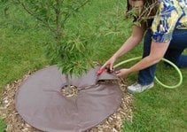 Tree-Water-Bag-