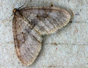 Winter Moth Adult