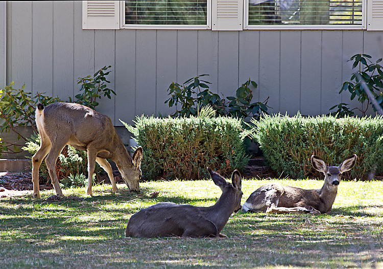 deer