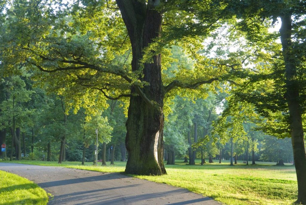 Healthy tree in park