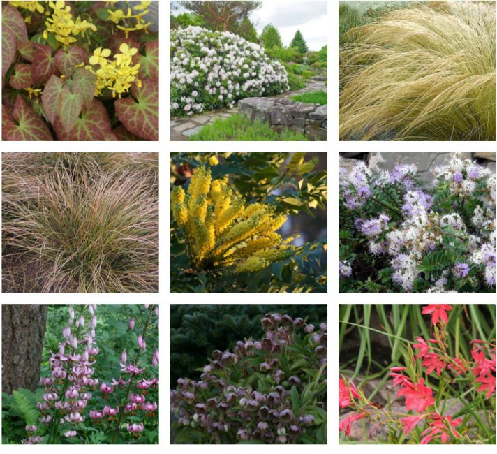 native plant guide Vancouver