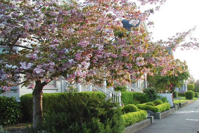 Understanding the art and science of assigning a dollar value to your tree
