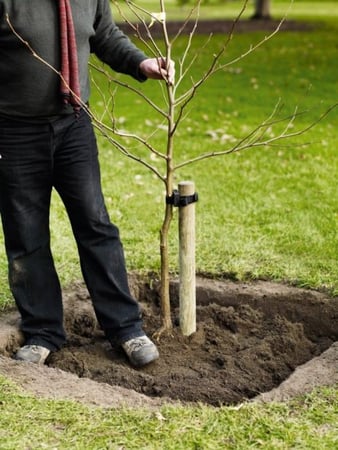 Expert tree planting and installation 