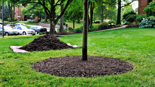 Dark Mulch option for your tree