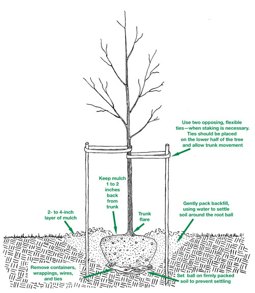 tree-planting