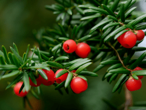 hedge