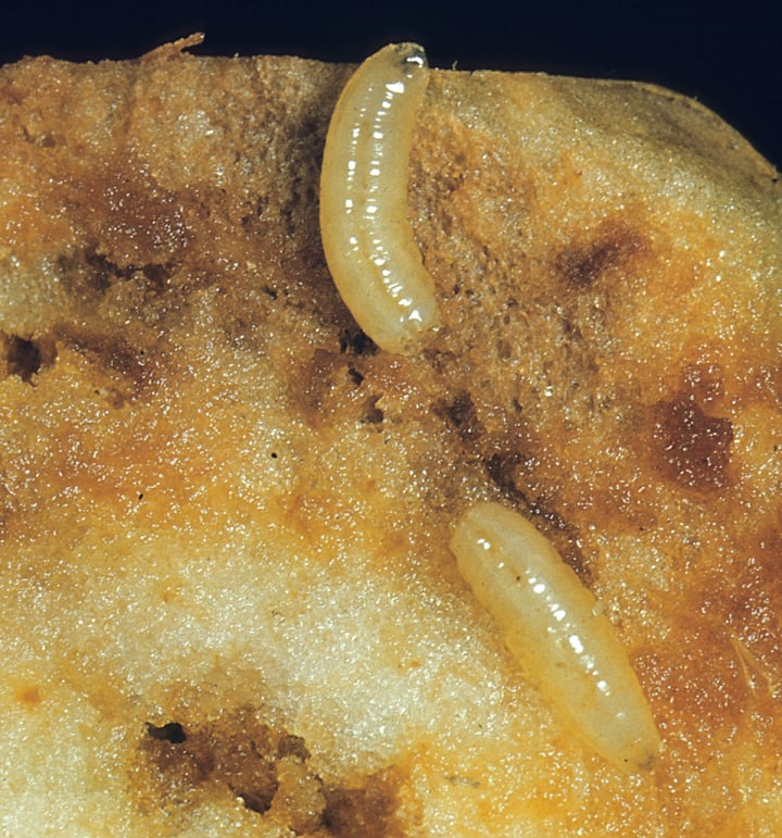Apple maggot larvae (Credit R. Kriner, Rutgers)