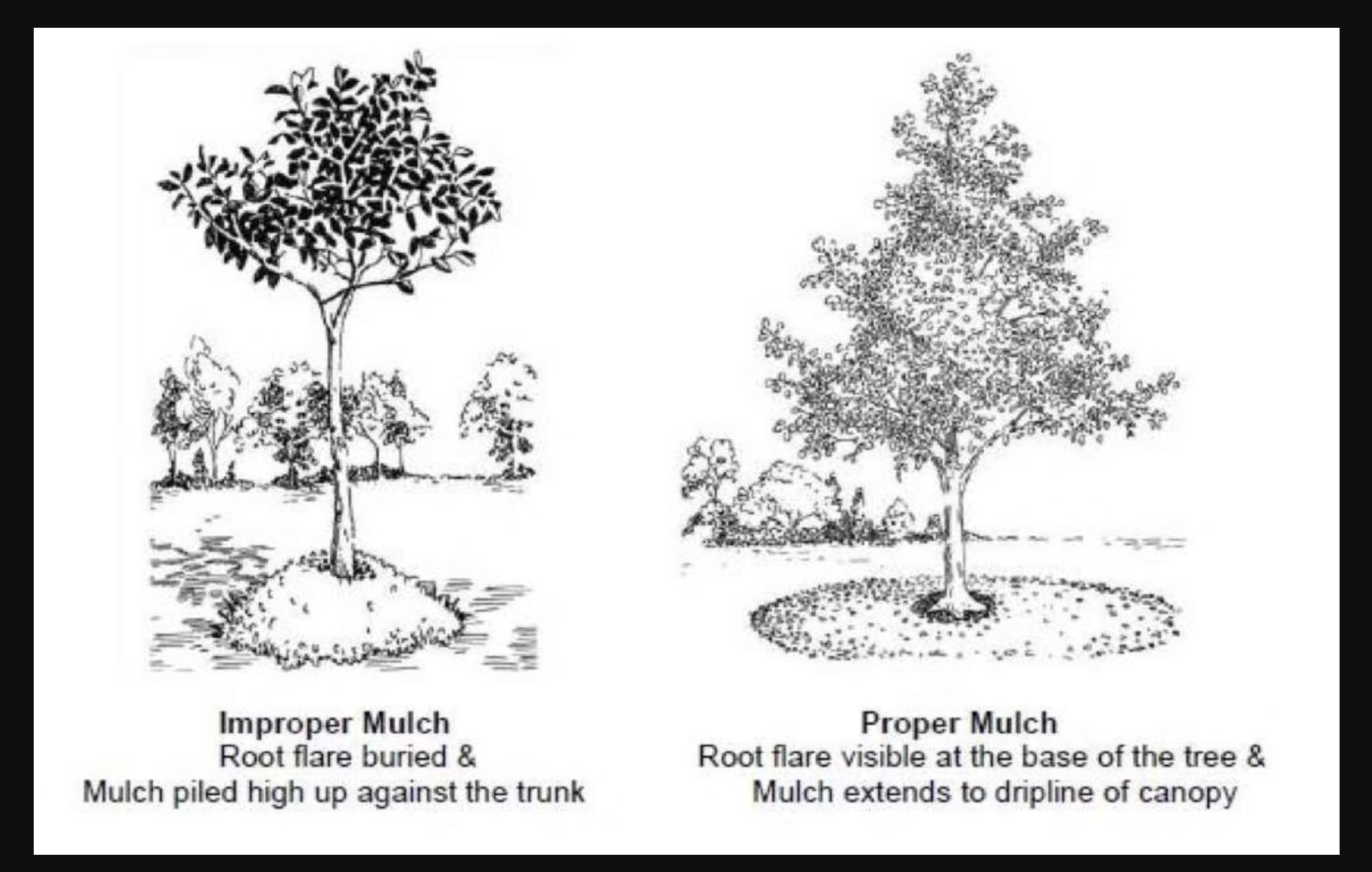 Proper mulch technique
