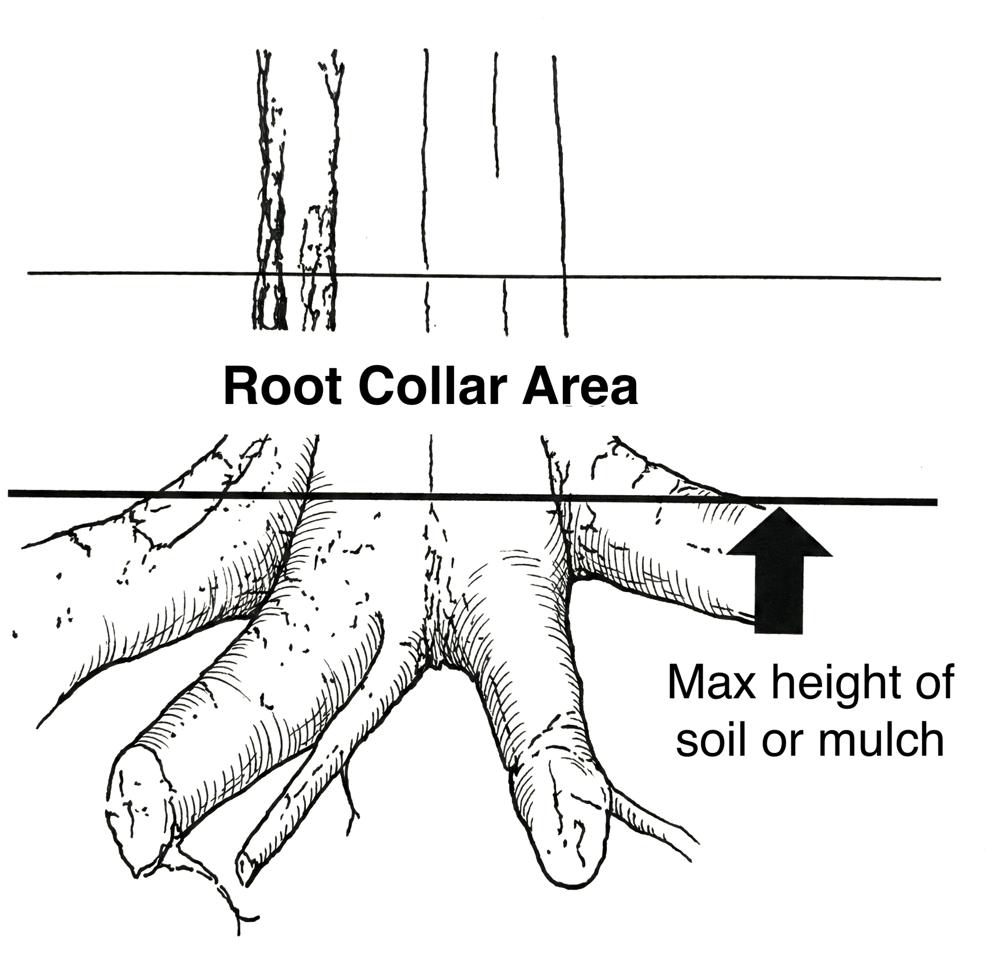 Root collar area