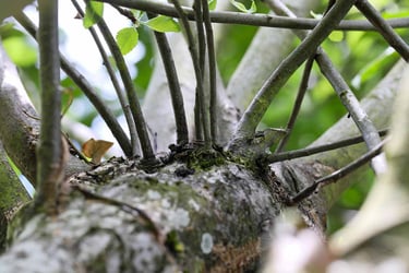 Young-Water-Sprouts-on-an-Apple-Tree