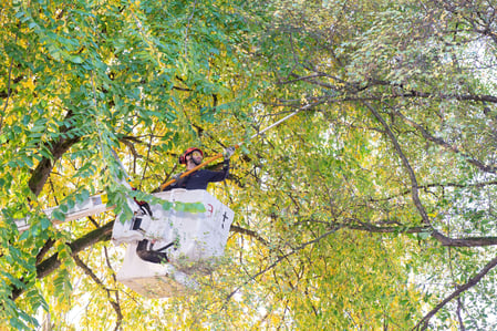 Arborist performing tree pruning on a large deciduous tree in a residential West Coast garden, Vancouver BC.