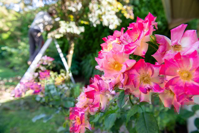 Staff pruning a hedge with bright pink rhododendrons in the background