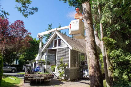 Arbutus Tree Service photo 6