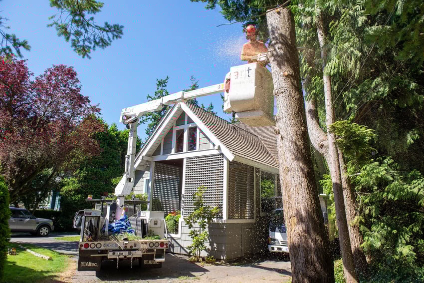 Arbortist using a chainsaw and bucket truck to carefully remove a section from a large tree stem next to a house Arbortist using a chainsaw and bucket truck to carefully remove a section from a large tree stem next to a house