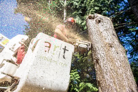 Certified arborist safely removing a large tree in a Vancouver residential neighbourhood using a bucket truck and chainsaw.