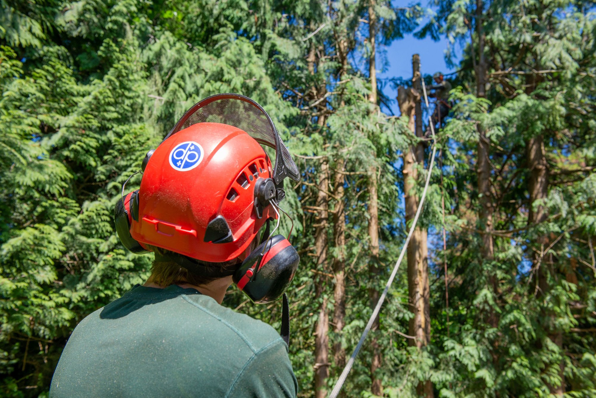 Arborist viewing a tree from the ground Arborist viewing a tree from the ground