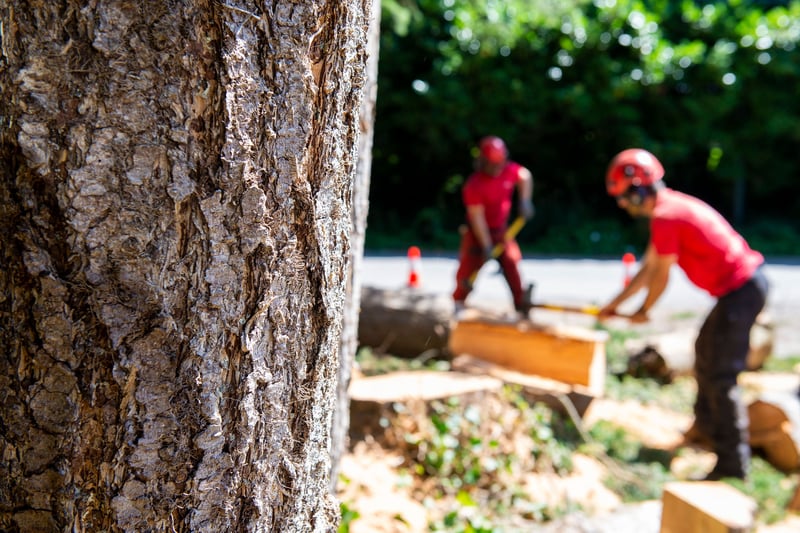 Close-up of tree bark with two arborists in safety gear performing tree work in the background, Vancouver BC. Close-up of tree bark with two arborists in safety gear performing tree work in the background, Vancouver BC.