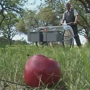 Autumn Apples on Ground (source Easy Digging)