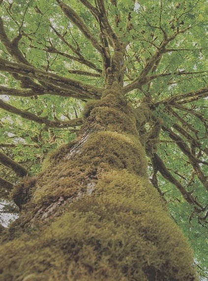 big-leaf-maple-tree-portrait orientation-1