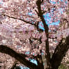 Vancouver cherry tree in bloom