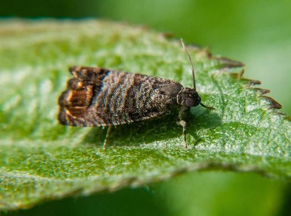 Codling moth adult (Credit-Steve Schoof, NC State)