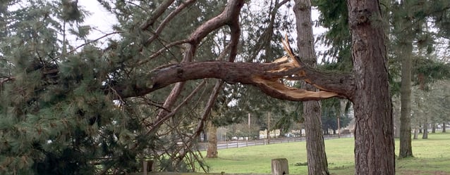 common-tree-hazards-broken-limb