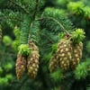 douglas-fir-tree-branch-with-cones-and-aphids-on-them-stockpack-adobe-stock-jpg Square